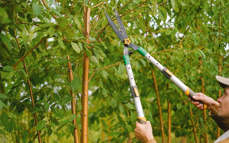 Tree trimming in Wytheville, VA