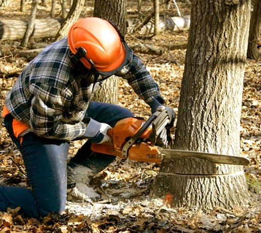 Tree Removal in Wytheville, VA